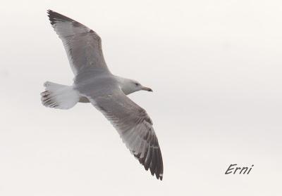 AHORA UNA GAVIOTA DEL CASPIO  (Larus cachinnans) EN LAREDO