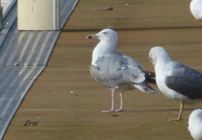 AHORA UNA GAVIOTA DEL CASPIO  (Larus cachinnans) EN LAREDO