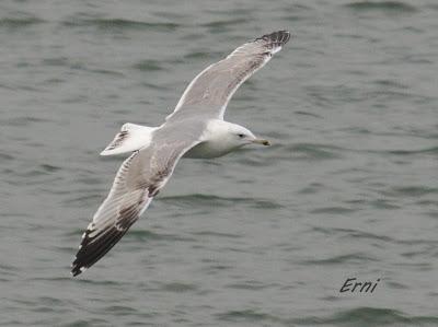 AHORA UNA GAVIOTA DEL CASPIO  (Larus cachinnans) EN LAREDO