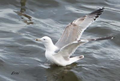 AHORA UNA GAVIOTA DEL CASPIO  (Larus cachinnans) EN LAREDO