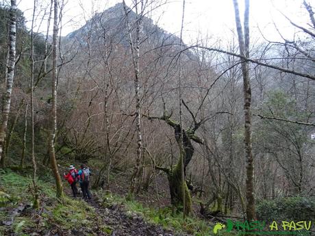 PR AS-159, bosque sobre el Cares