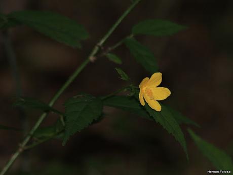Parque Nacional El Palmar (diciembre 2017)