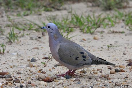 Parque Nacional El Palmar (diciembre 2017)