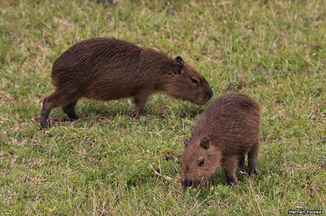Parque Nacional El Palmar (diciembre 2017)