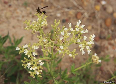 Parque Nacional El Palmar (diciembre 2017)