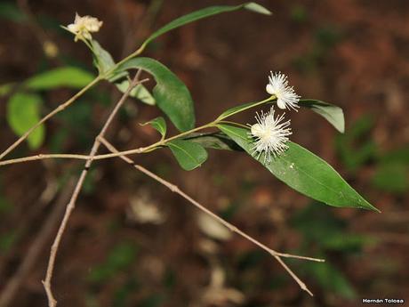 Parque Nacional El Palmar (diciembre 2017)