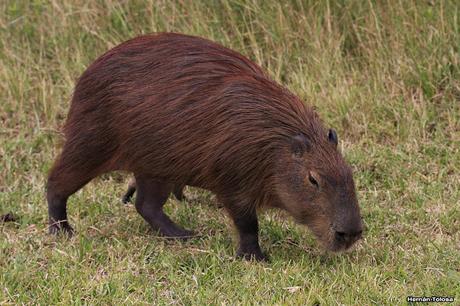Parque Nacional El Palmar (diciembre 2017)