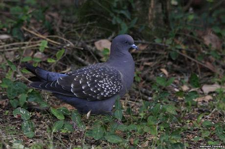 Parque Nacional El Palmar (diciembre 2017)