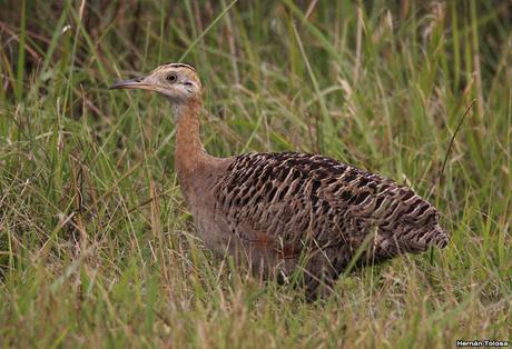 Parque Nacional El Palmar (diciembre 2017)