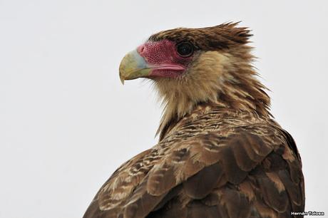 Parque Nacional El Palmar (diciembre 2017)