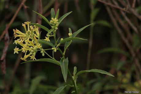 Parque Nacional El Palmar (diciembre 2017)