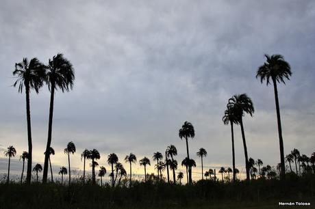 Parque Nacional El Palmar (diciembre 2017)