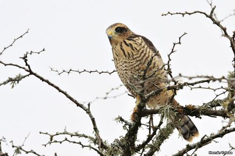 Parque Nacional El Palmar (diciembre 2017)