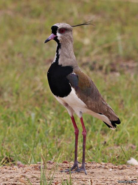 Parque Nacional El Palmar (diciembre 2017)