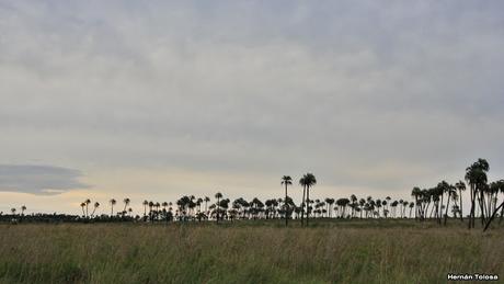 Parque Nacional El Palmar (diciembre 2017)