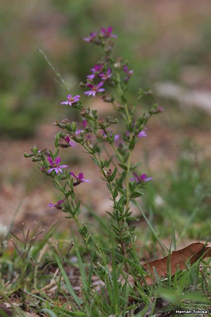 Parque Nacional El Palmar (diciembre 2017)