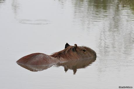 Parque Nacional El Palmar (diciembre 2017)