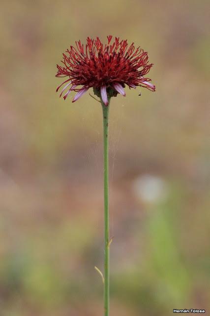 Parque Nacional El Palmar (diciembre 2017)