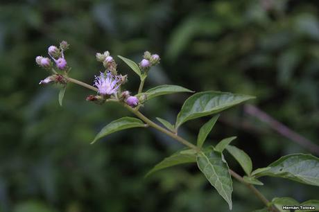 Parque Nacional El Palmar (diciembre 2017)