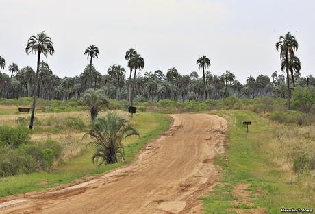 Parque Nacional El Palmar (diciembre 2017)