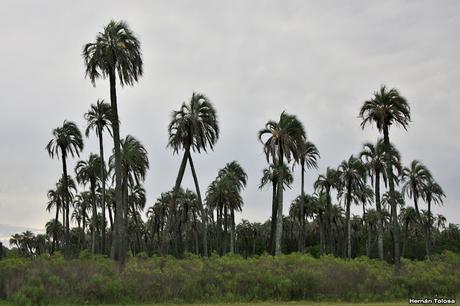 Parque Nacional El Palmar (diciembre 2017)