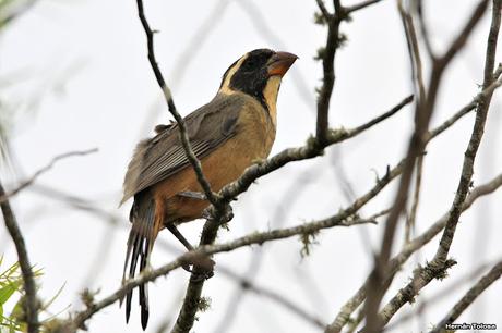 Parque Nacional El Palmar (diciembre 2017)