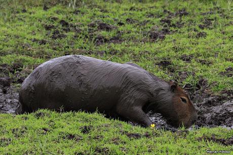 Parque Nacional El Palmar (diciembre 2017)