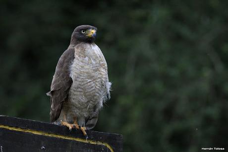 Parque Nacional El Palmar (diciembre 2017)