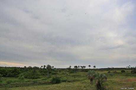 Parque Nacional El Palmar (diciembre 2017)