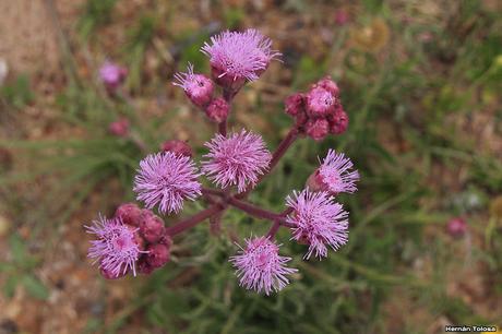 Parque Nacional El Palmar (diciembre 2017)