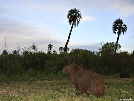 Parque Nacional El Palmar (diciembre 2017)