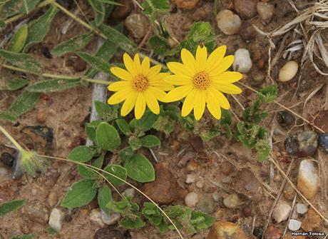 Parque Nacional El Palmar (diciembre 2017)