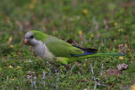 Parque Nacional El Palmar (diciembre 2017)