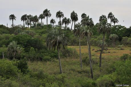 Parque Nacional El Palmar (diciembre 2017)