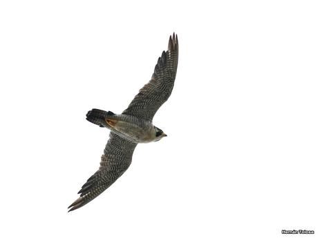 Parque Nacional El Palmar (diciembre 2017)