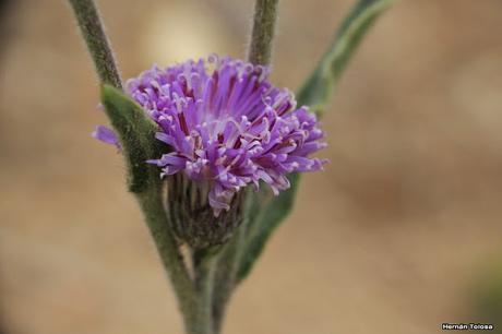 Parque Nacional El Palmar (diciembre 2017)