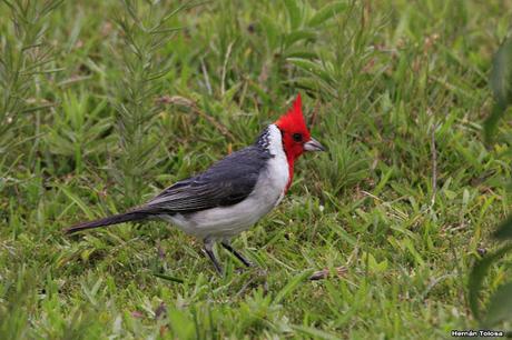 Parque Nacional El Palmar (diciembre 2017)