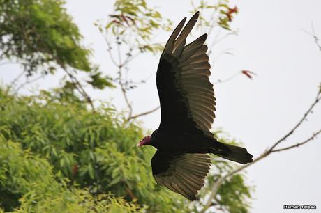 Parque Nacional El Palmar (diciembre 2017)