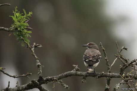 Parque Nacional El Palmar (diciembre 2017)