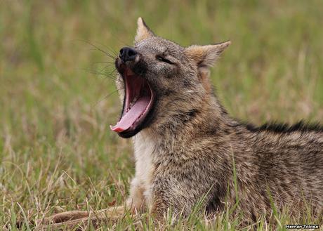 Parque Nacional El Palmar (diciembre 2017)