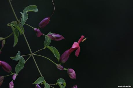 Parque Nacional El Palmar (diciembre 2017)