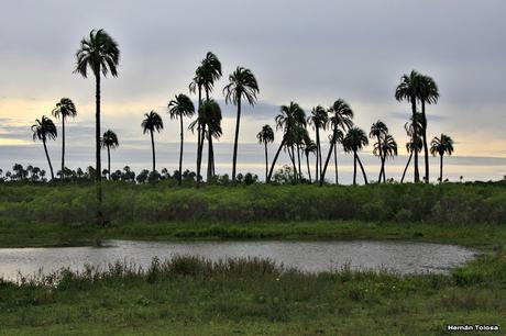 Parque Nacional El Palmar (diciembre 2017)