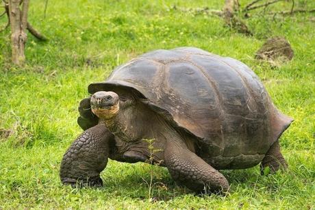 Por primera vez en 100 años, nacen tortugas bebés en las Galápagos