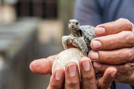 Por primera vez en 100 años, nacen tortugas bebés en las Galápagos