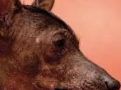 Xoloitzcuintle, compañero vida muerte