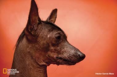 Xoloitzcuintle, compañero en vida y muerte