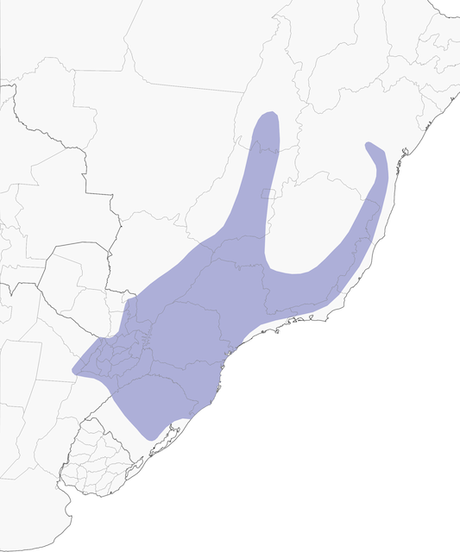 Surucuá común (Trogon surrucura)