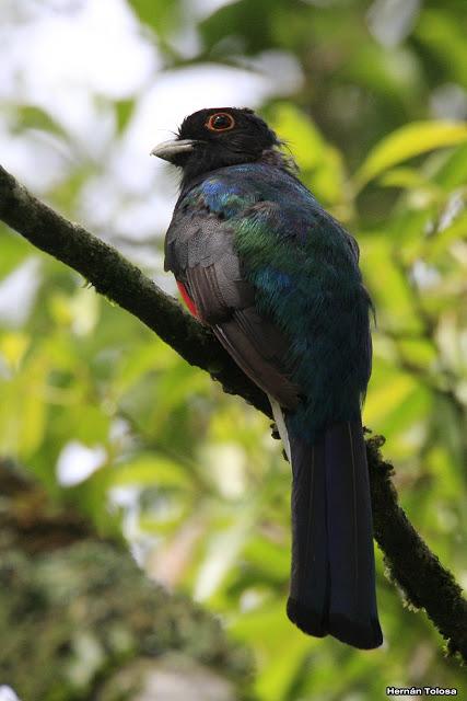Surucuá común (Trogon surrucura)