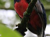 Surucuá común (Trogon surrucura)