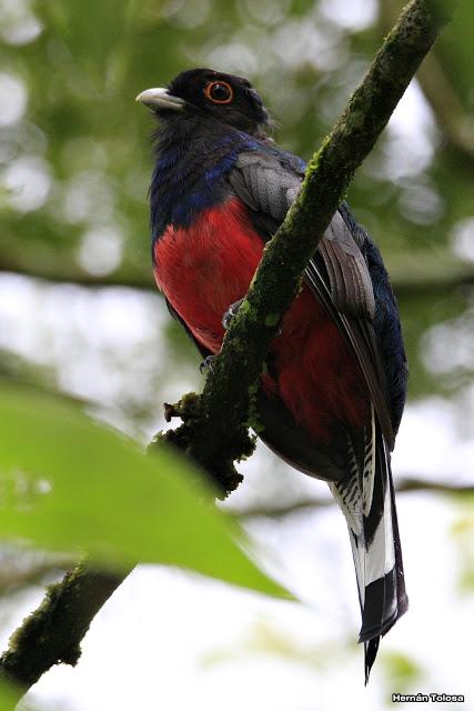 Surucuá común (Trogon surrucura)